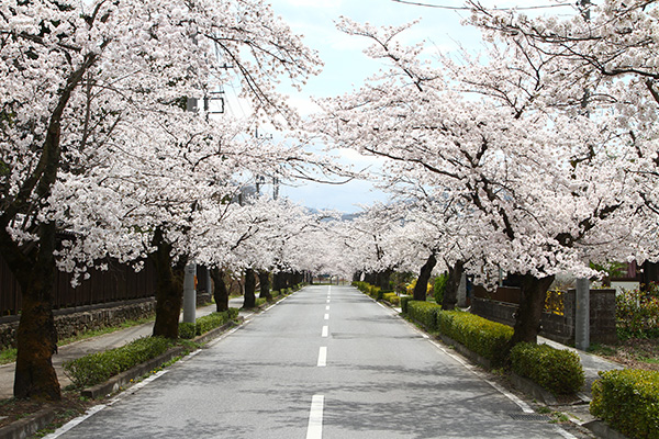 桜並木