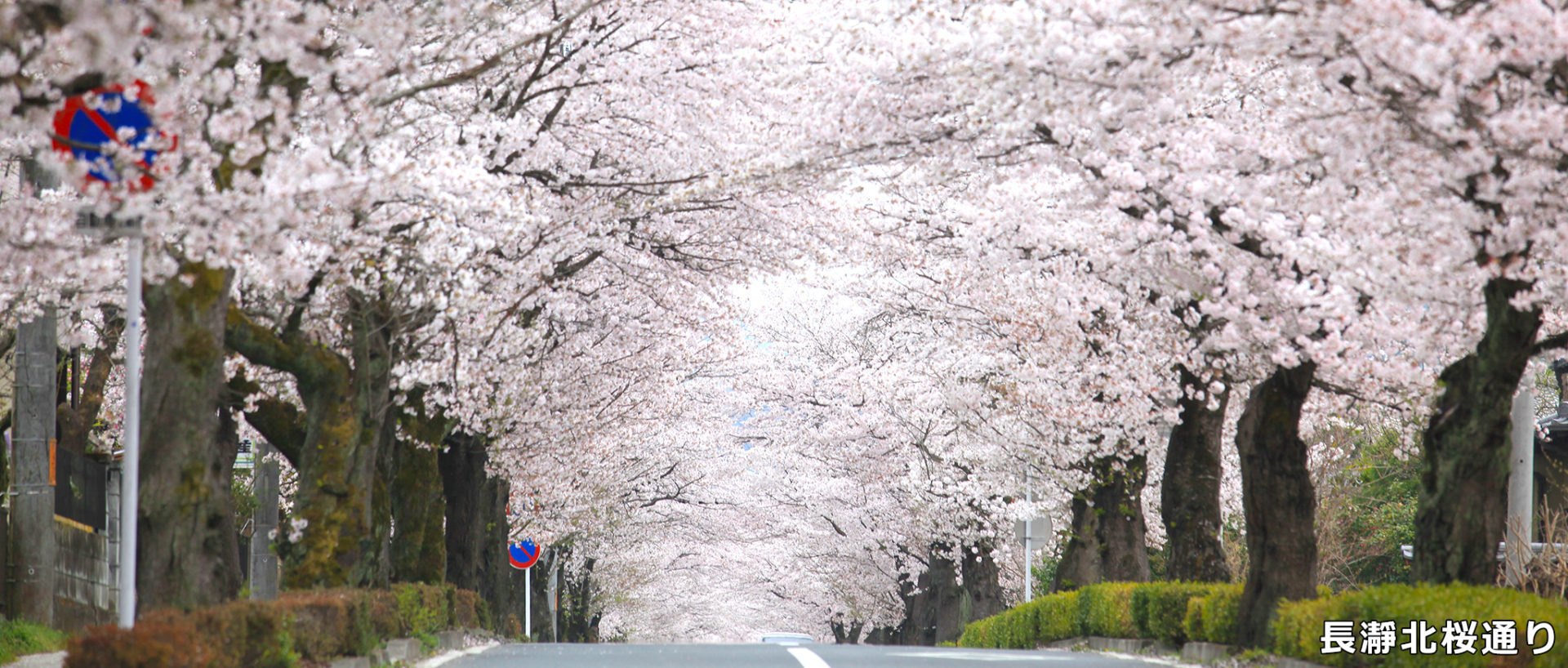 長瀞北桜通り